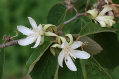 Pterospermum heyneanum